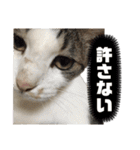 猫様は主人。（個別スタンプ：16）