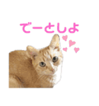 猫様は主人。（個別スタンプ：22）