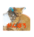 猫様は主人。（個別スタンプ：33）