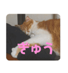 猫様は主人。（個別スタンプ：35）