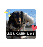 ヾ(＠⌒ー⌒＠)ノ（個別スタンプ：1）
