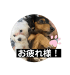 ヾ(＠⌒ー⌒＠)ノ（個別スタンプ：4）
