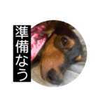 ヾ(＠⌒ー⌒＠)ノ（個別スタンプ：6）