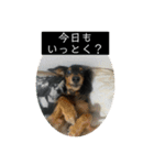 ヾ(＠⌒ー⌒＠)ノ（個別スタンプ：7）