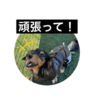 ヾ(＠⌒ー⌒＠)ノ（個別スタンプ：11）