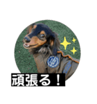 ヾ(＠⌒ー⌒＠)ノ（個別スタンプ：12）