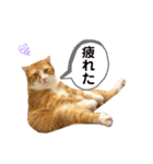 とらおくんのスタンプ（個別スタンプ：19）