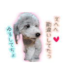 わたしとわんこの気持ち。（個別スタンプ：3）