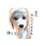 わたしとわんこの気持ち。（個別スタンプ：11）