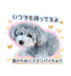 わたしとわんこの気持ち。（個別スタンプ：12）