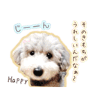 わたしとわんこの気持ち。（個別スタンプ：13）