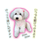 わたしとわんこの気持ち。（個別スタンプ：15）