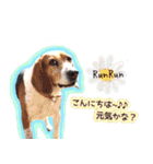 わたしとわんこの気持ち。（個別スタンプ：16）