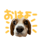 わんわんずっくん（個別スタンプ：1）