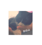 Lovecat,Loveneco（個別スタンプ：1）