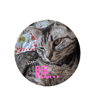 Lovecat,Loveneco（個別スタンプ：2）