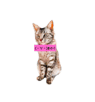 Lovecat,Loveneco（個別スタンプ：6）