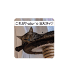 Lovecat,Loveneco（個別スタンプ：7）