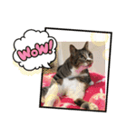 ニャーコ＆ペロ セカンドシーズン（個別スタンプ：3）