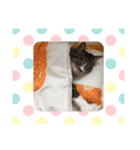 ニャーコ＆ペロ セカンドシーズン（個別スタンプ：13）