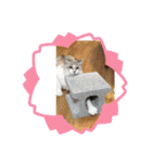 ニャーコ＆ペロ セカンドシーズン（個別スタンプ：14）