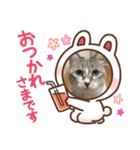 ニャーコ＆ペロ セカンドシーズン（個別スタンプ：16）