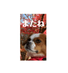 アビー2020秋（個別スタンプ：15）