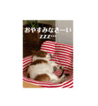 アビー2020秋（個別スタンプ：16）