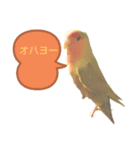 こざくらインコちゃん（個別スタンプ：1）