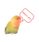 こざくらインコちゃん（個別スタンプ：3）