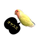 こざくらインコちゃん（個別スタンプ：4）