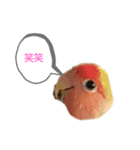 こざくらインコちゃん（個別スタンプ：5）