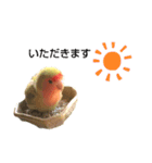こざくらインコちゃん（個別スタンプ：8）