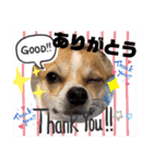 仲良しチヮワのマナとココ（スペシャル）（個別スタンプ：3）