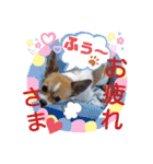 仲良しチヮワのマナとココ（スペシャル）（個別スタンプ：5）