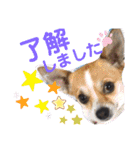 仲良しチヮワのマナとココ（スペシャル）（個別スタンプ：8）