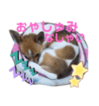 仲良しチヮワのマナとココ（スペシャル）（個別スタンプ：16）