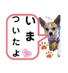仲良しチヮワのマナとココ（スペシャル）（個別スタンプ：18）