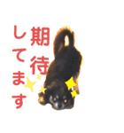 仲良しチヮワのマナとココ（スペシャル）（個別スタンプ：19）