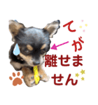 仲良しチヮワのマナとココ（スペシャル）（個別スタンプ：23）