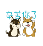 柴犬兄弟 - 愛玉とセンソウ 1 - 日常会話（個別スタンプ：20）