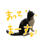 ハチワレ猫のろろちゃんのスタンプ4（個別スタンプ：1）