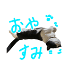ハチワレ猫のろろちゃんのスタンプ4（個別スタンプ：2）