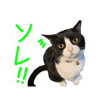 ハチワレ猫のろろちゃんのスタンプ4（個別スタンプ：5）