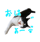 ハチワレ猫のろろちゃんのスタンプ4（個別スタンプ：6）