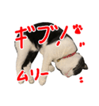 ハチワレ猫のろろちゃんのスタンプ4（個別スタンプ：7）
