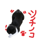 ハチワレ猫のろろちゃんのスタンプ4（個別スタンプ：9）