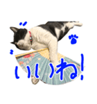 ハチワレ猫のろろちゃんのスタンプ4（個別スタンプ：10）