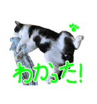 ハチワレ猫のろろちゃんのスタンプ4（個別スタンプ：13）