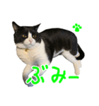 ハチワレ猫のろろちゃんのスタンプ4（個別スタンプ：16）